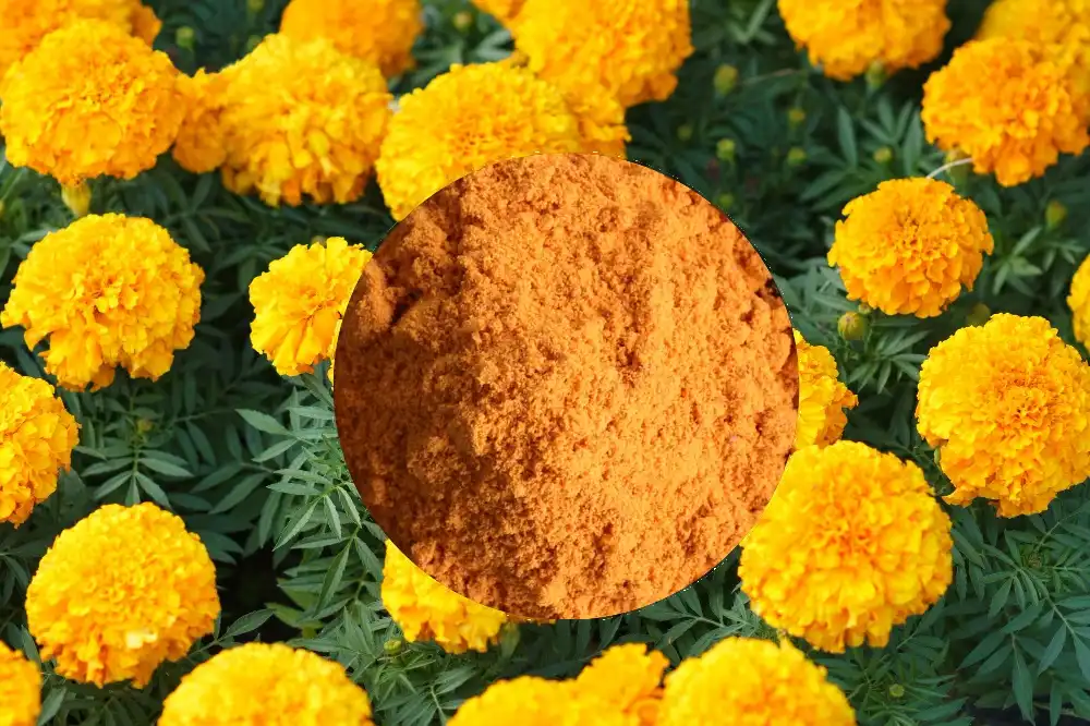 Incorporating Natural Lutein Powder Into Dietary Supplements